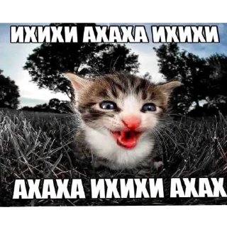 😅 милые котята, sticker Telegram 21 sur 47