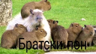 👌 Капибары и другое, стікер Telegram 5 з 57