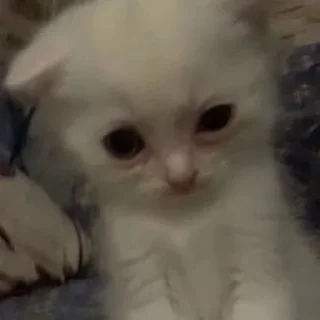 😶 жизнь, стикер Telegram 6 из 32