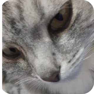 🐱 мои животные♡, Telegram sticker 15 of 62