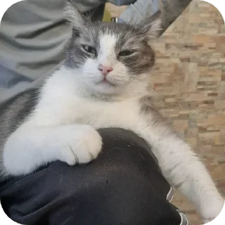 🐱 мои животные♡, Telegram sticker 16 of 62