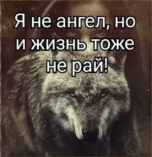 🌟 Каспийский волк, sticker Telegram 15 sur 34