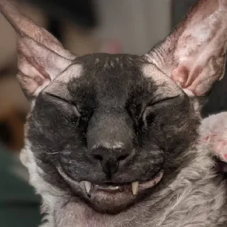 Кошки дубошки