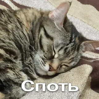 😴 Кошки • @TgStickery, стікер Telegram 2 з 35