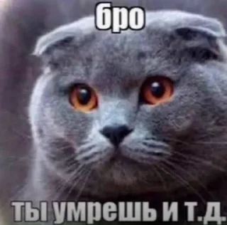 ⚰️ медиа 🫪, стікер Telegram 24 з 110