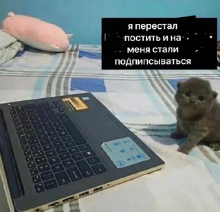 ☺️ котики, Telegram sticker 22 of 120