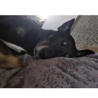🐶 марсель (декс), стикер Telegram 17 из 24
