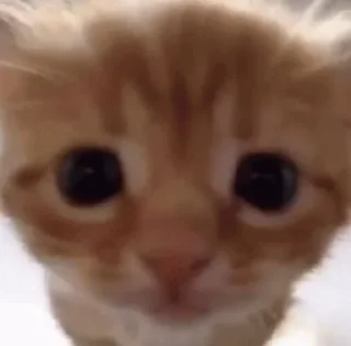 🌟 дівчата, це тринда!, Telegram sticker 21 of 26