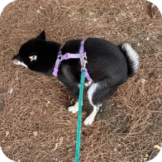 🫥 Yuki, sticker Telegram 5 sur 47