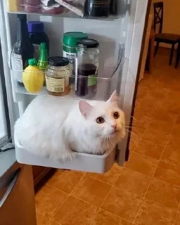 🌟 котики, Telegram sticker 19 of 120