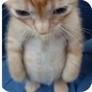 Kittens???