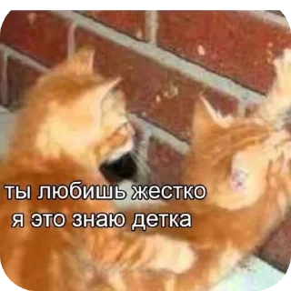 🐱 kittens, стікер Telegram 23 з 37
