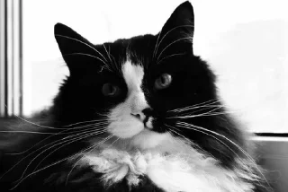 🐱 LITTLE KITTENS @KOTIK_18058, стикер Telegram 6 из 21