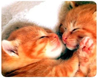 🐱 LITTLE KITTENS 2 @Cathouse_mrr, Telegram sticker 8 of 26