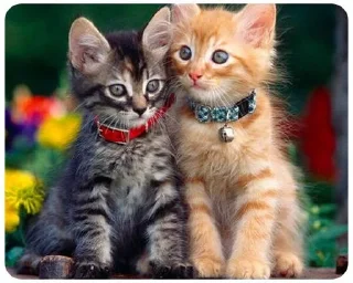 🐈‍⬛ LITTLE KITTENS @KOTIK_18058, стикер Telegram 14 из 21