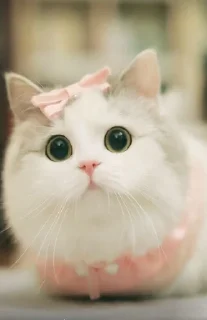 🐱 LITTLE KITTENS @KOTIK_18058, стикер Telegram 4 из 21