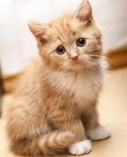 🐱 LITTLE KITTENS @KOTIK_18058, стикер Telegram 10 из 21