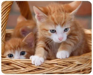🐈 LITTLE KITTENS @KOTIK_18058, стикер Telegram 17 из 21