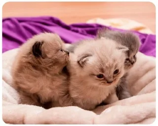 LITTLE KITTENS 2 @Cathouse_mrr