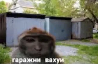 🤹‍♀ Вахуи, стикер Telegram 20 из 22