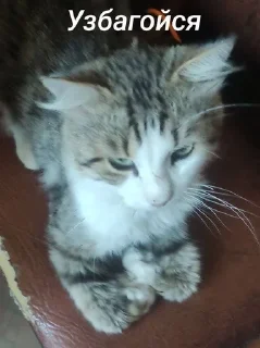 Kotiki