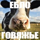 🙂 Залупа пак, стікер Telegram 20 з 42
