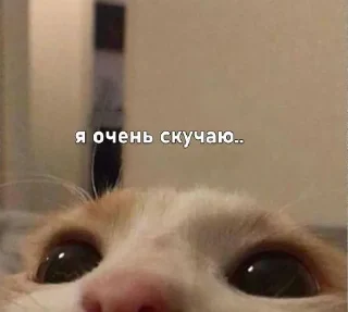 🥺 Котики для переговоров, Telegram sticker 12 of 65