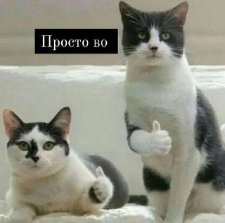 👍 Котики для переговоров, Telegram sticker 22 of 65