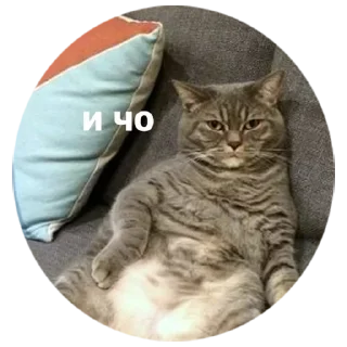 🤷 Шось новеньке, Telegram sticker 13 of 15