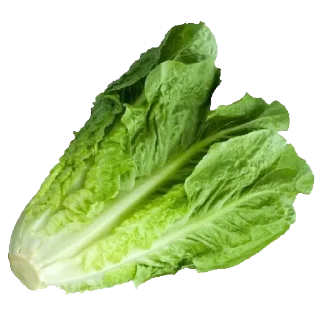 🥬 F🥝🍪D! by @HorilaGorilla, стікер Telegram 23 з 97
