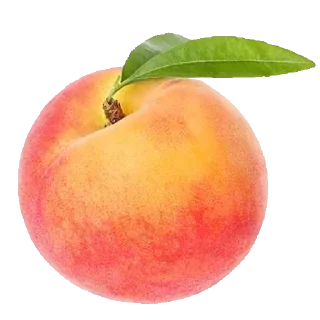 🍑 F🥝🍪D! by @HorilaGorilla, стікер Telegram 13 з 97