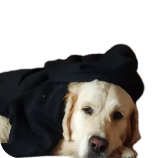 🐶 Луис, стікер Telegram 5 з 26