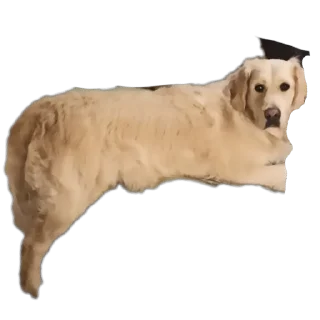 🐶 Луис, стікер Telegram 11 з 26