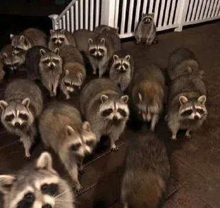 👀 🦝🦝, стикер Telegram 5 из 34