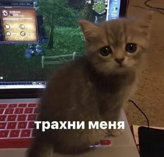 🥺 сукисуки @gavkk, стикер Telegram 11 из 14