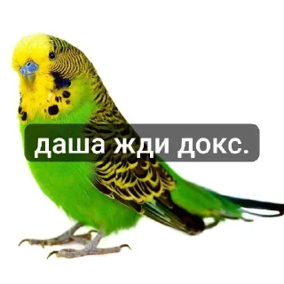 это ещк кере😱🕊️