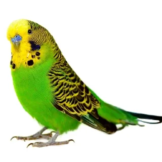это ещк кере😱🕊️