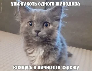 😡 Котята страх, Telegram sticker 6 of 56