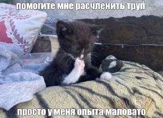 🤓 Котята страх, Telegram sticker 8 of 56
