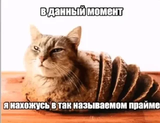 🌟 привет котакбас, sticker Telegram 14 sur 67