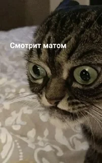 😡 Мем, стикер Telegram 7 из 120