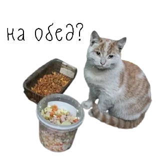 коты ишачат на заводе
