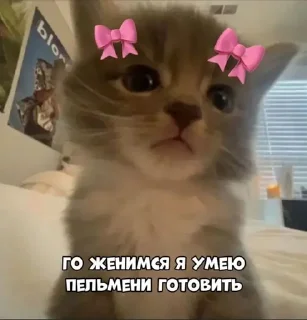 Хах,пон