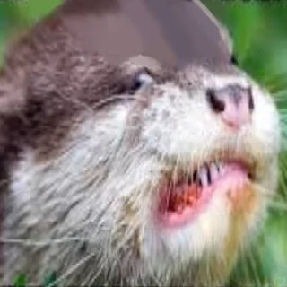 Cursed Otters