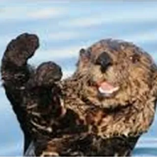 Cursed Otters