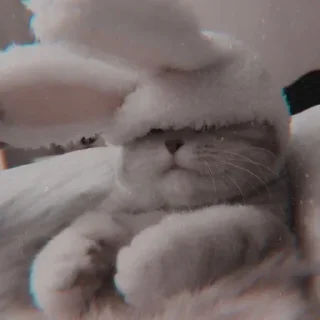 𝐂𝐨𝐧𝐜𝐨𝐦𝐛𝐫𝐞 🦦