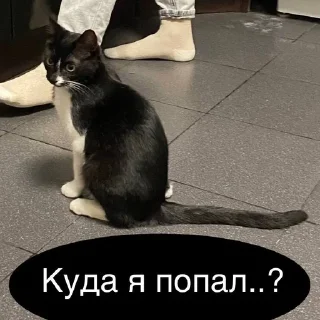 😳 Dysia/stikers, стикер Telegram 12 из 55