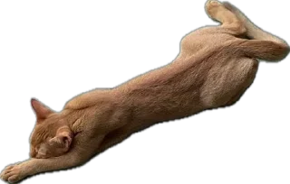 💤 Кот Юлий 🐈👑, стикер Telegram 1 из 27