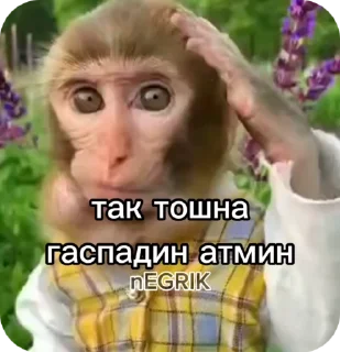 🌟 Bradokanchousa, стікер Telegram 21 з 81