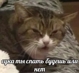 🌟 котэ, Telegram sticker 15 of 42